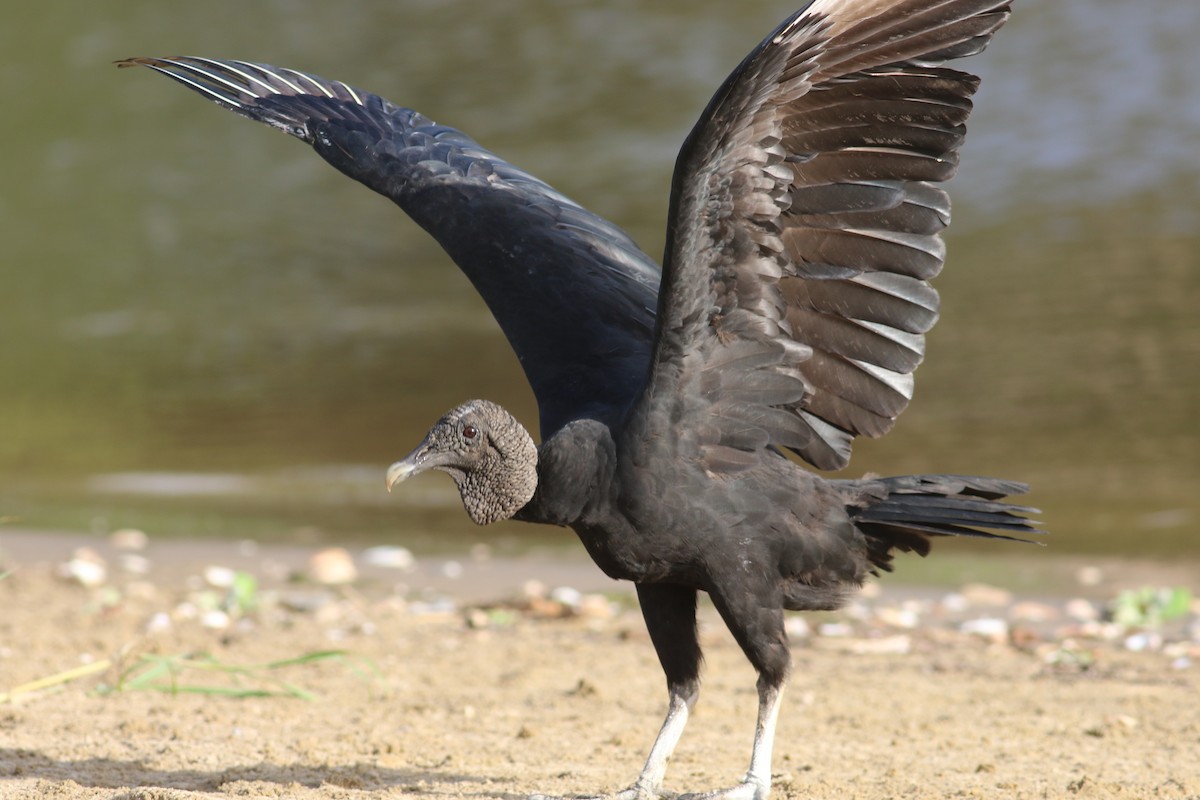 Black Vulture - ML590831301