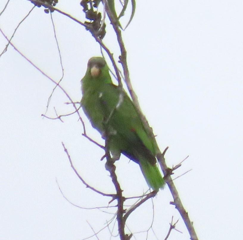Lilac-crowned Parrot - ML590836891