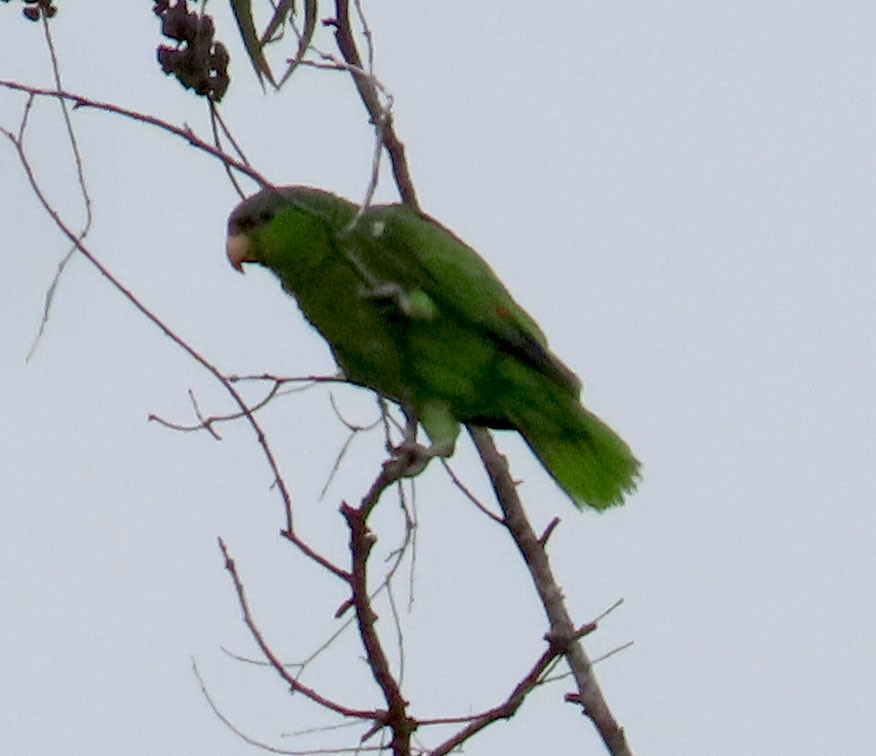 Lilac-crowned Parrot - ML590836901