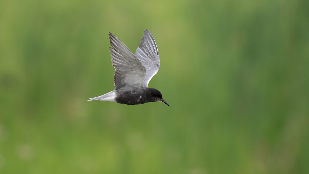 Ebird Checklist Jul Pte Mouillee Sga Permit Required Sep Dec Species