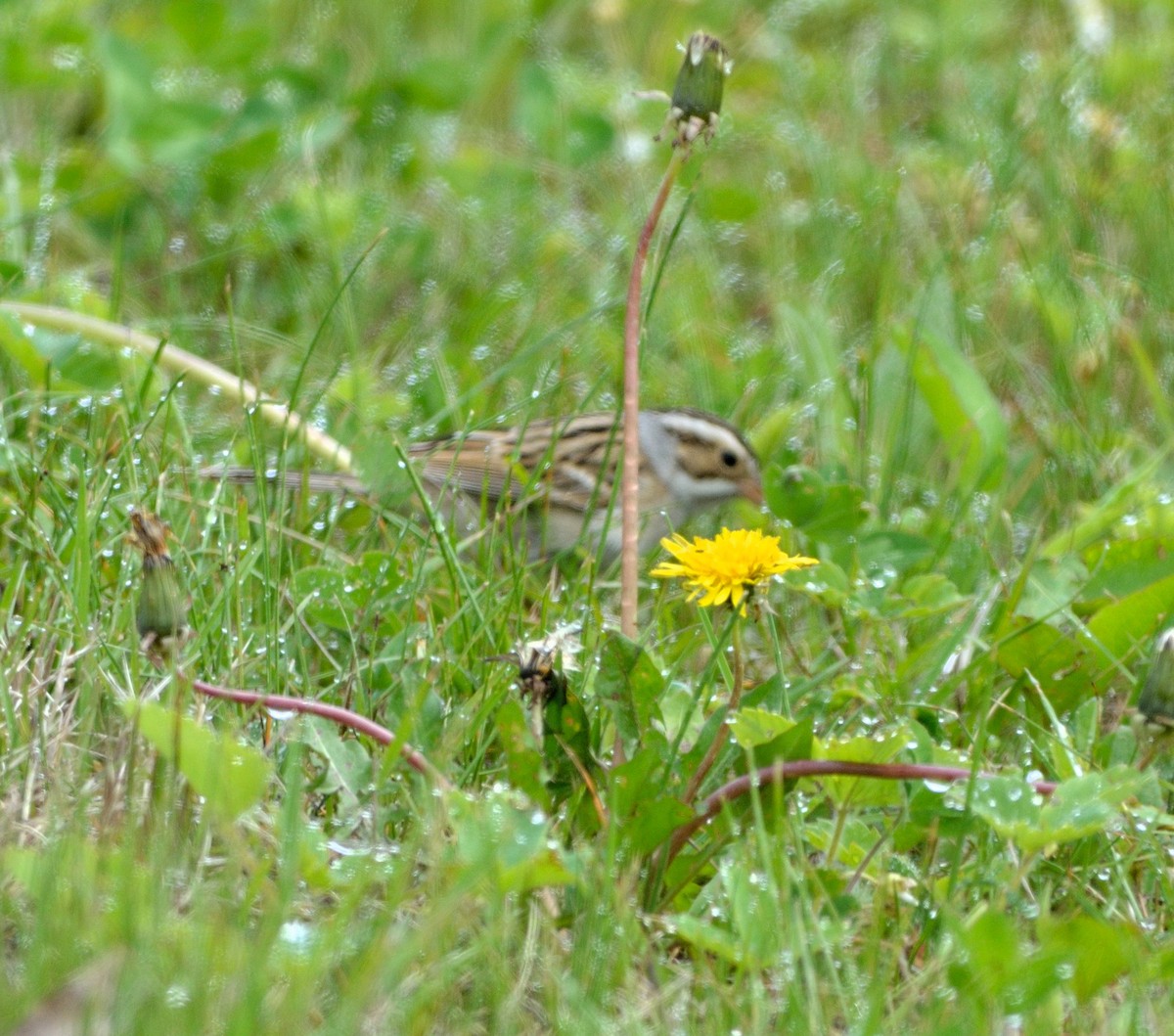 Clay-colored Sparrow - ML59084371