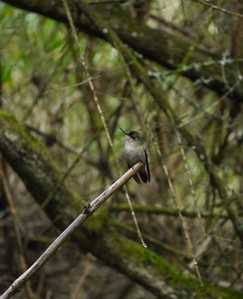 Green-backed Firecrown - ML590850101