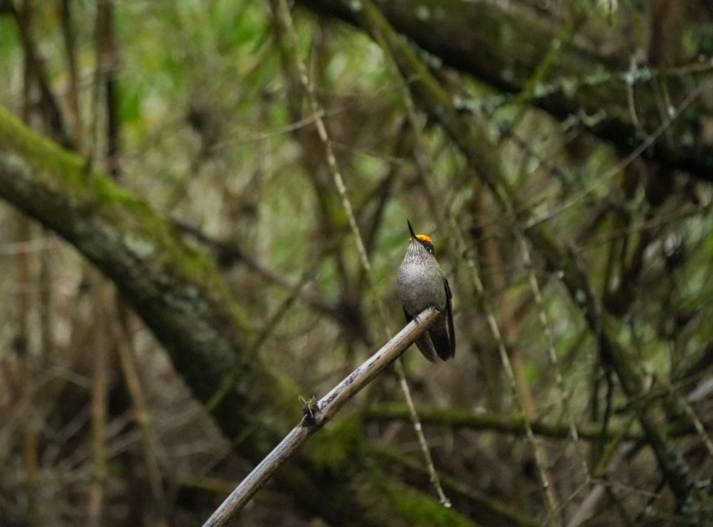 Green-backed Firecrown - ML590850111