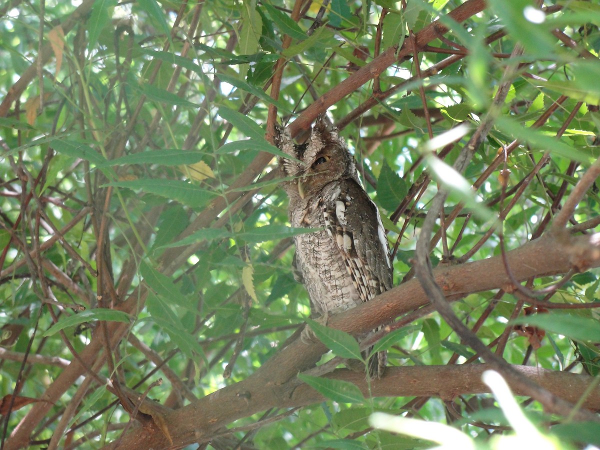 Peruvian Screech-Owl (pacificus) - ML590855931