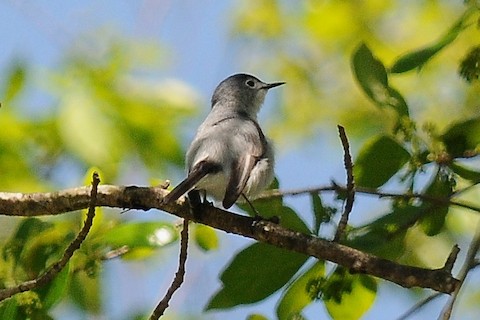 Blue-gray Gnatcatcher - eBird