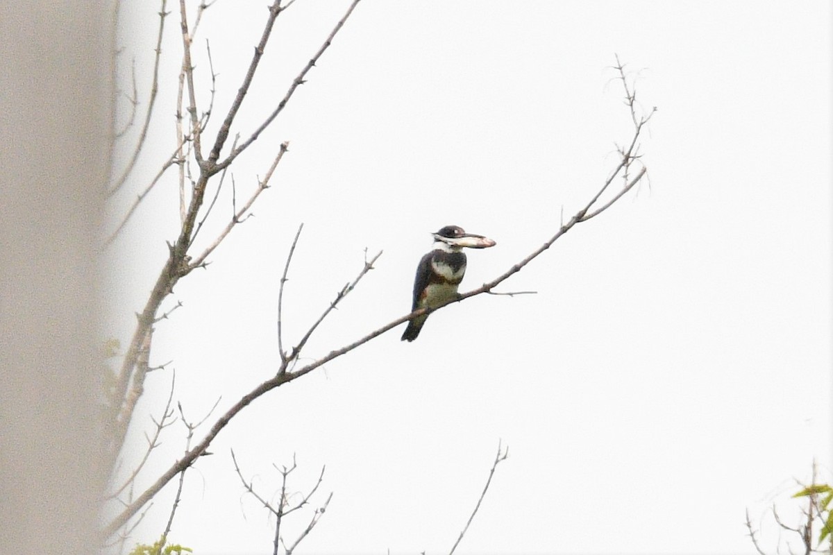 Belted Kingfisher - ML590860881