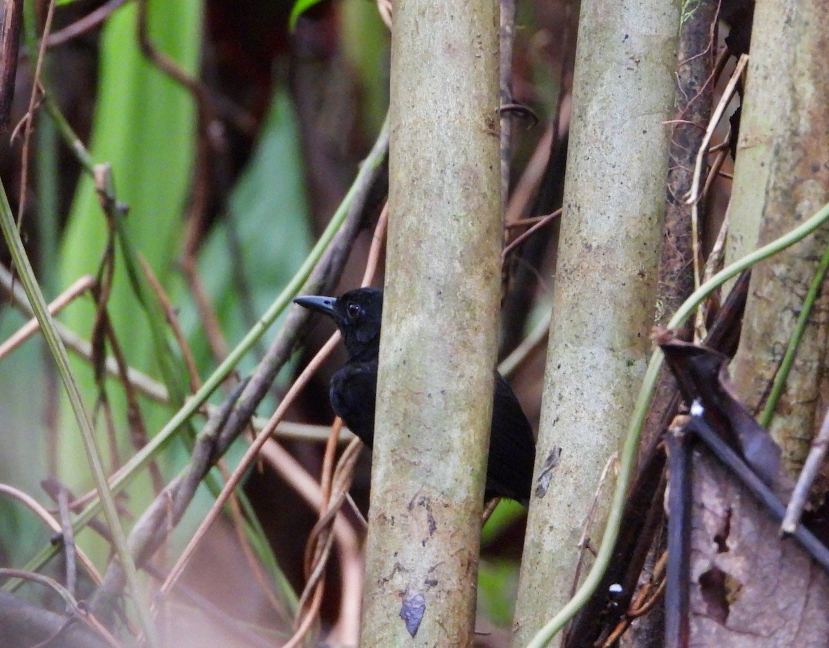 Stub-tailed Antbird - ML590866101