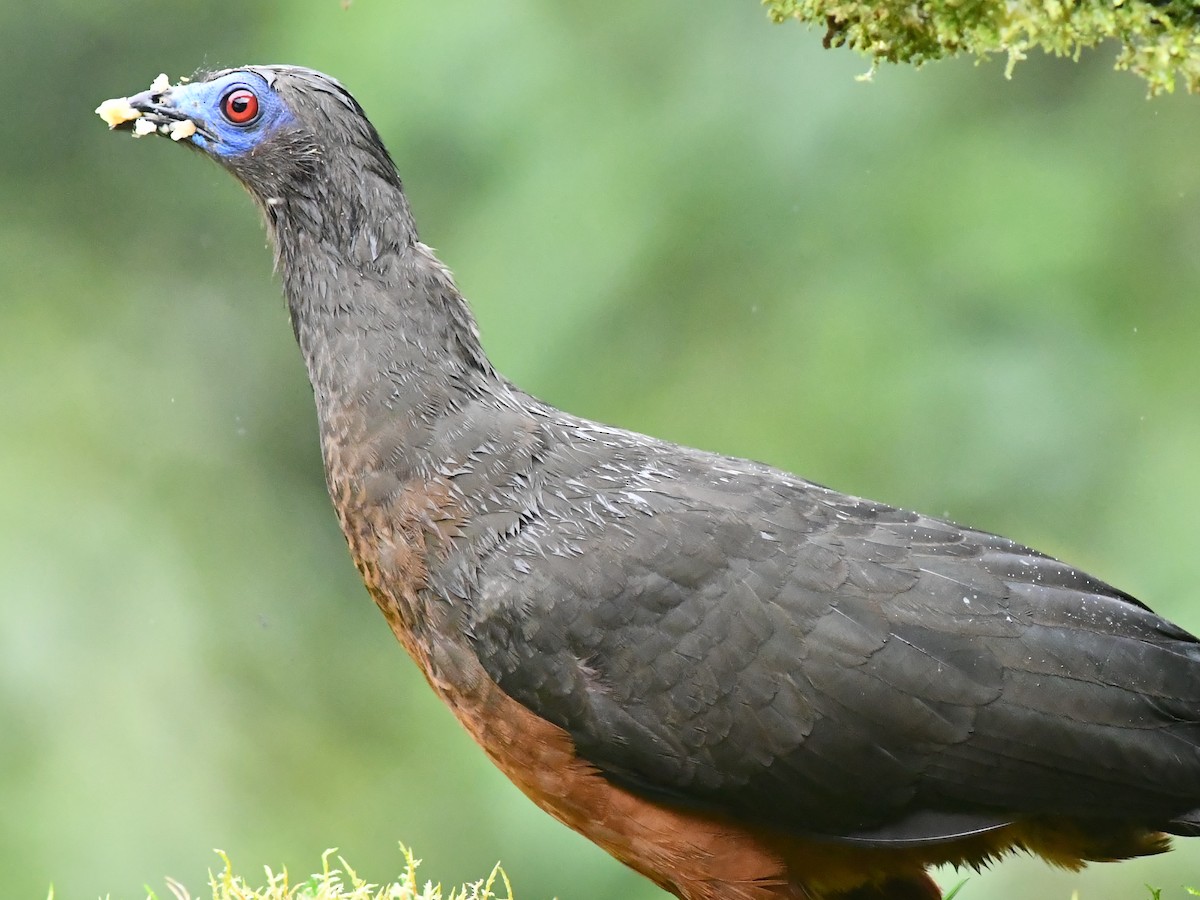 Sickle-winged Guan - ML590866431