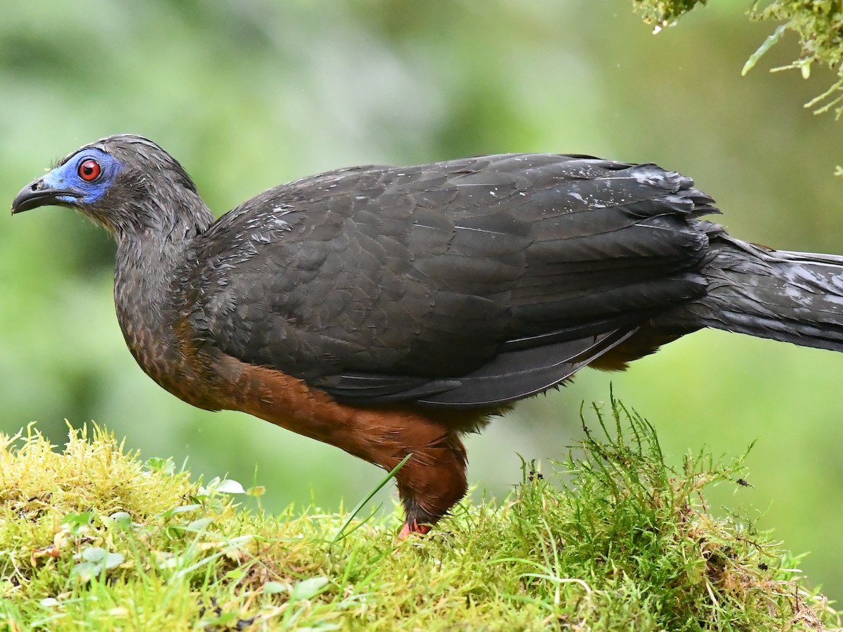 Sickle-winged Guan - ML590866441