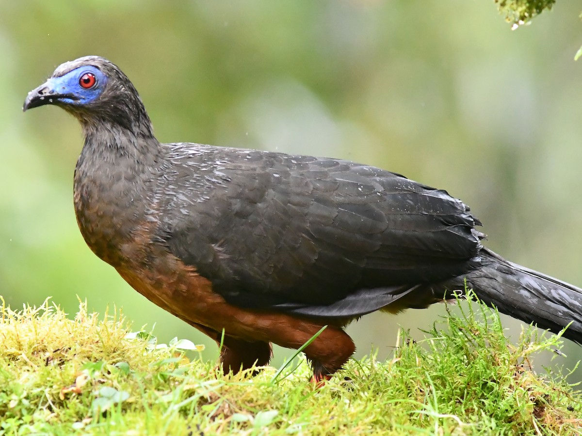 Sickle-winged Guan - ML590866451