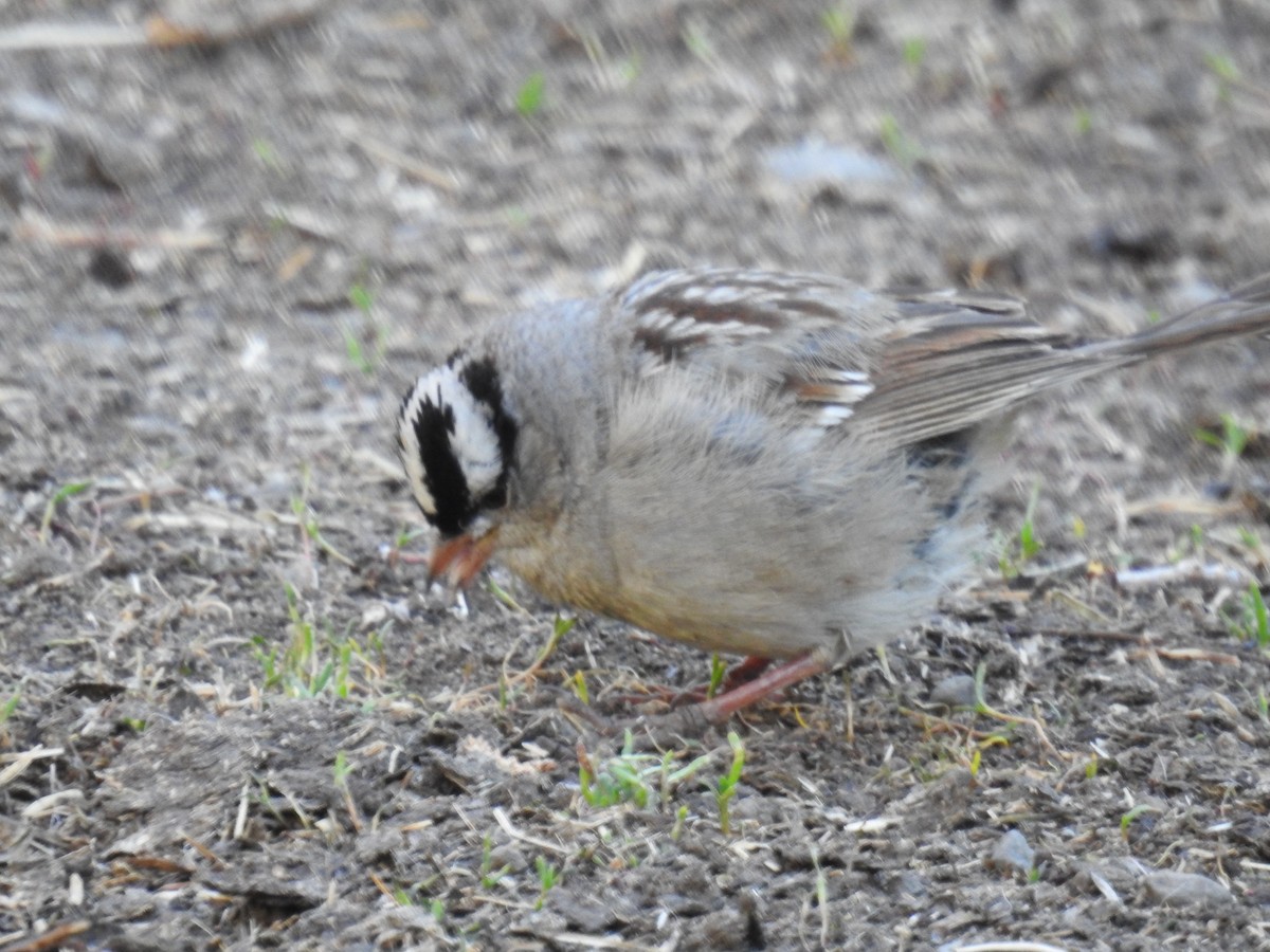 White-crowned Sparrow - ML590867141