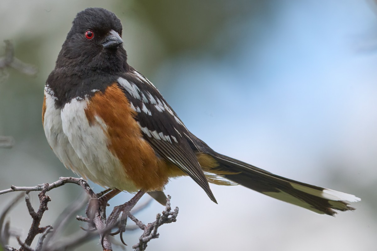 Spotted Towhee - ML590871691