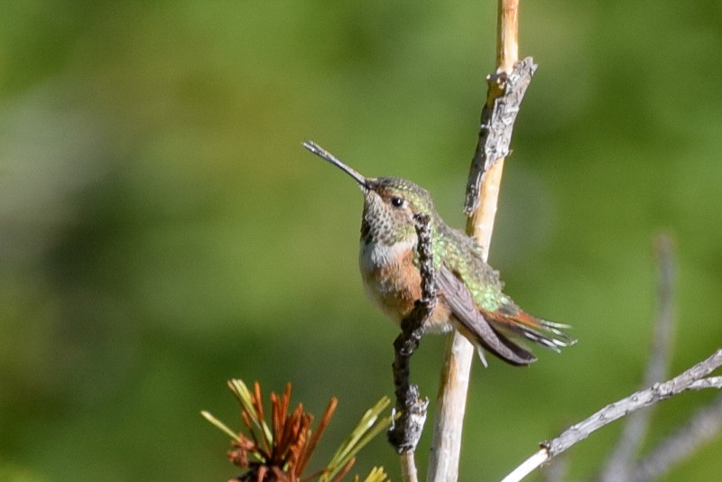 Rufous Hummingbird - Patrick Felker