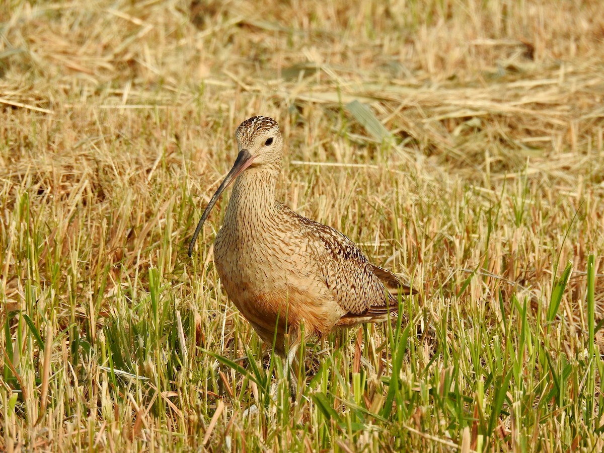 Long-billed Curlew - ML590873861