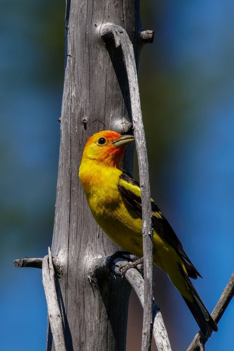 Western Tanager - ML590874421