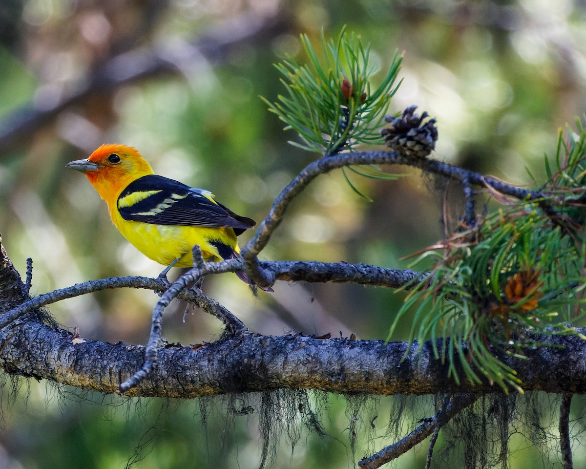 Western Tanager - ML590875011