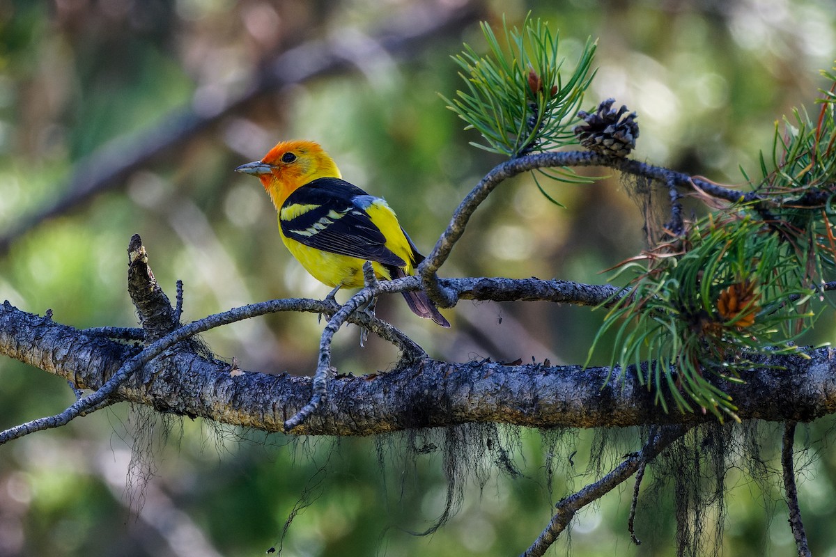Western Tanager - ML590875021