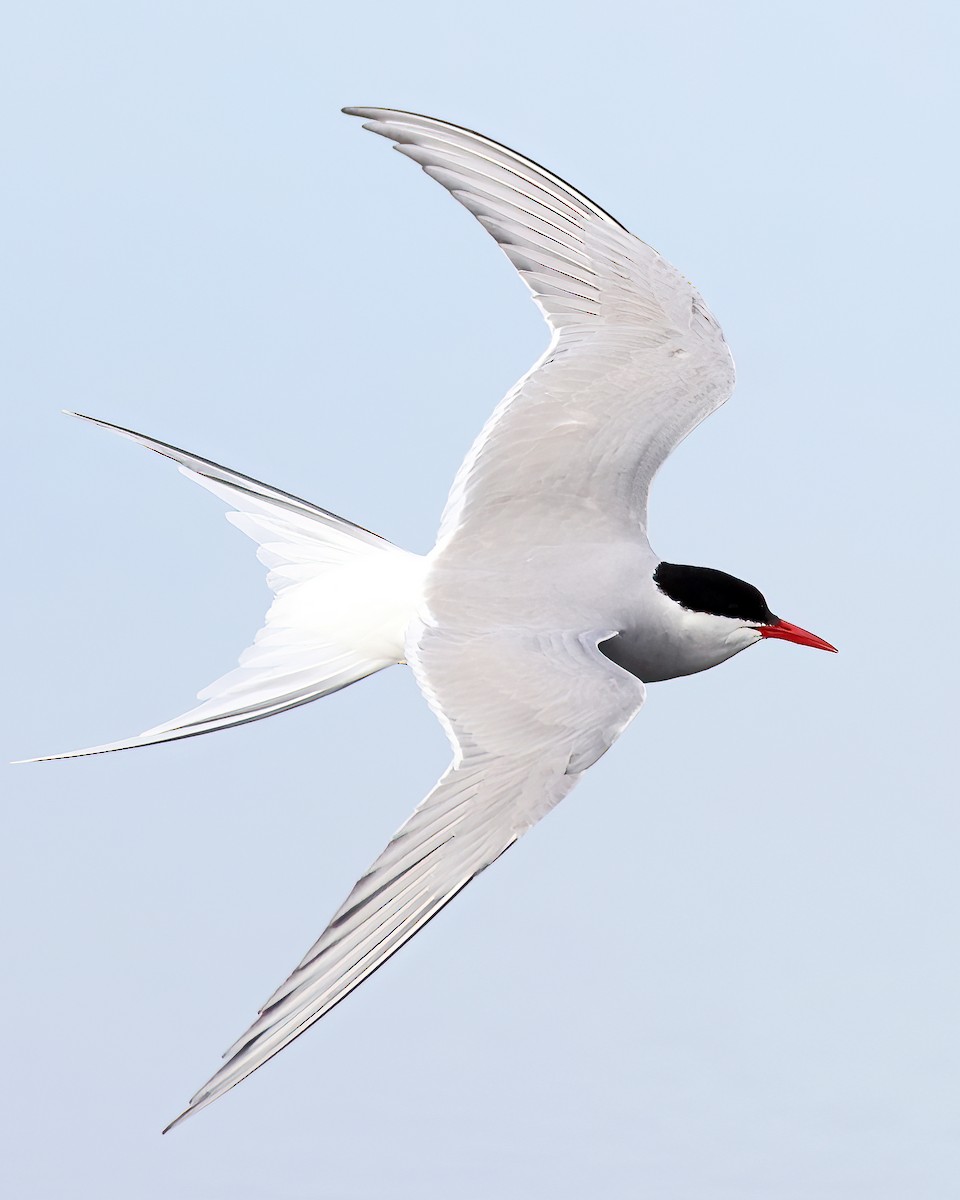 Arctic Tern - ML590875581