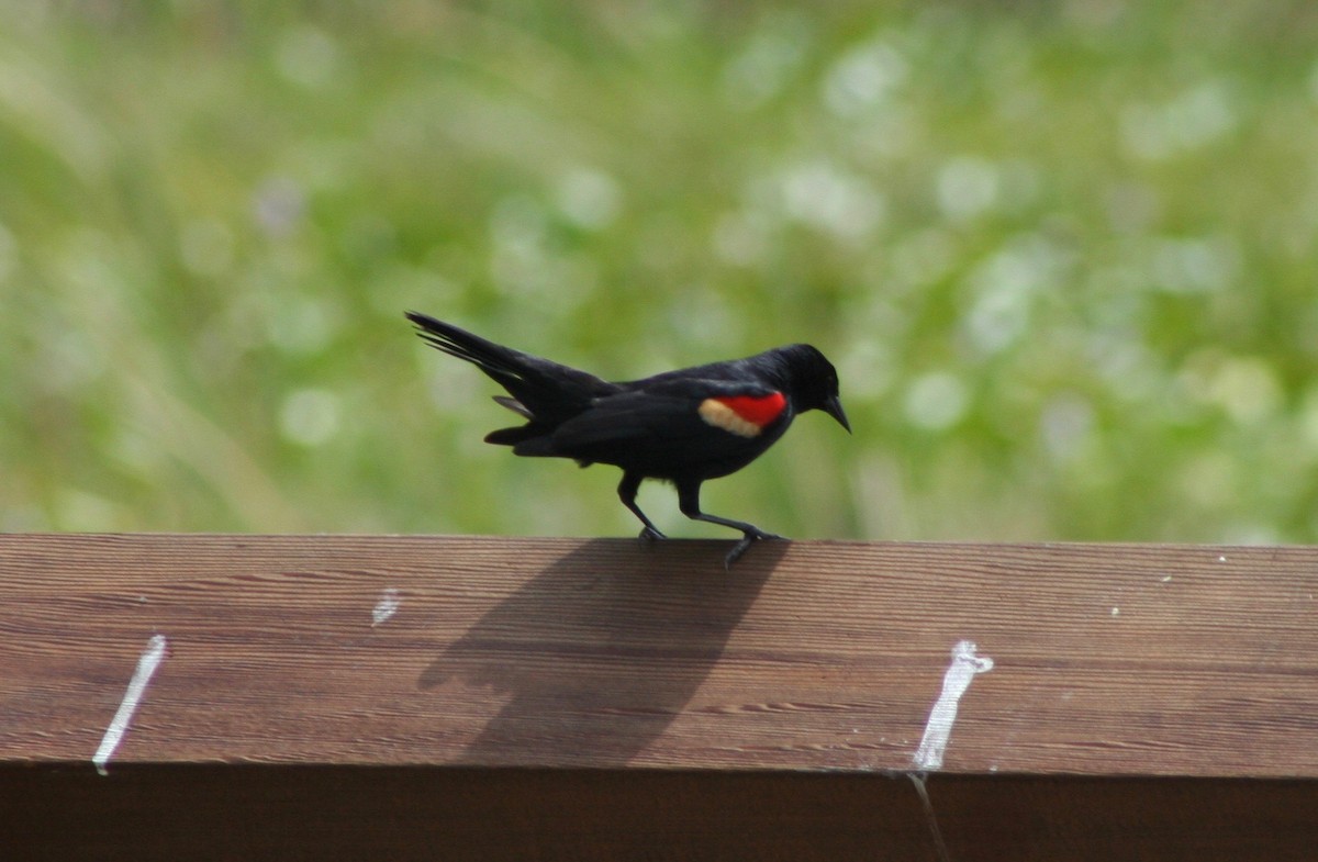 Red-winged Blackbird - David Simpson