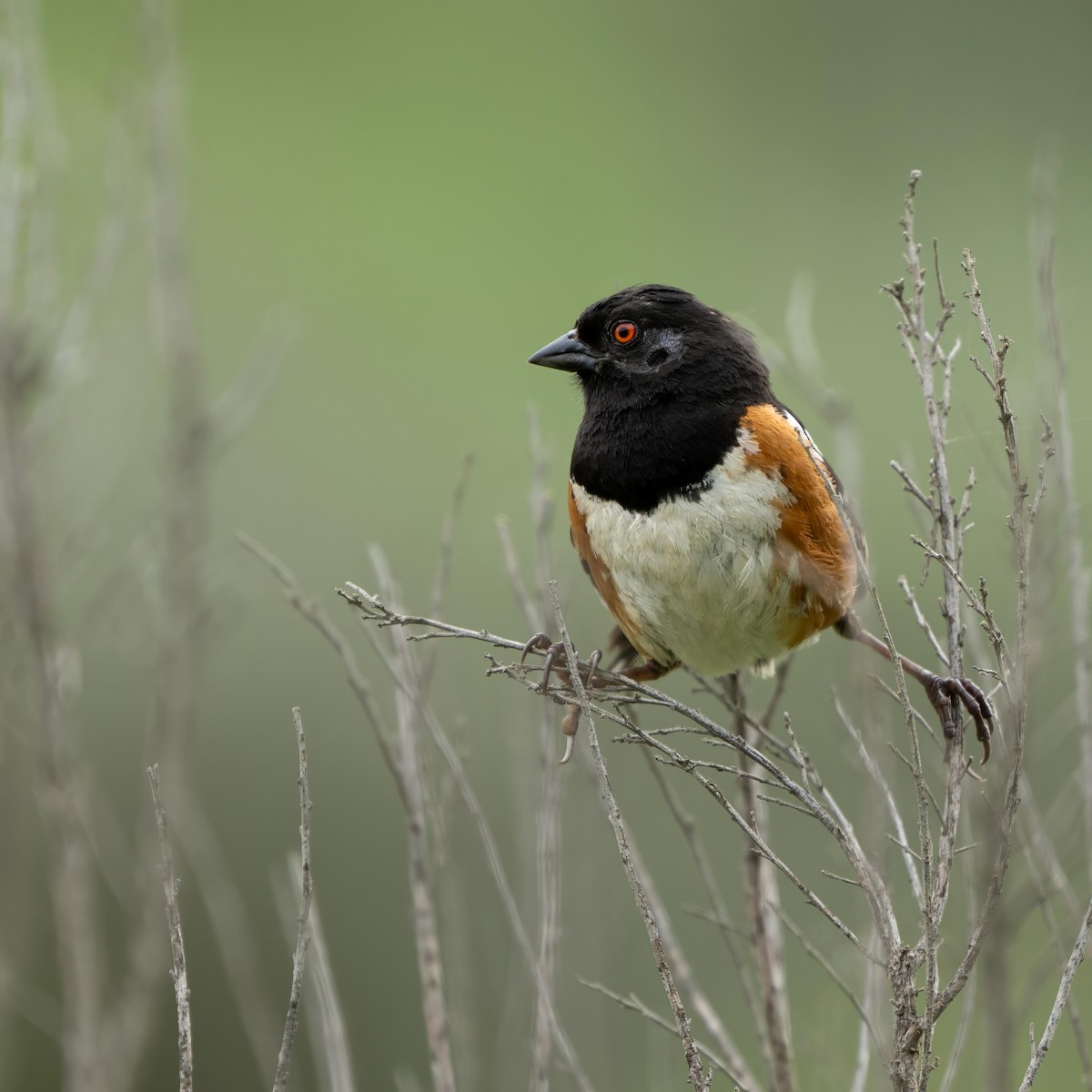 Spotted Towhee - ML590882501