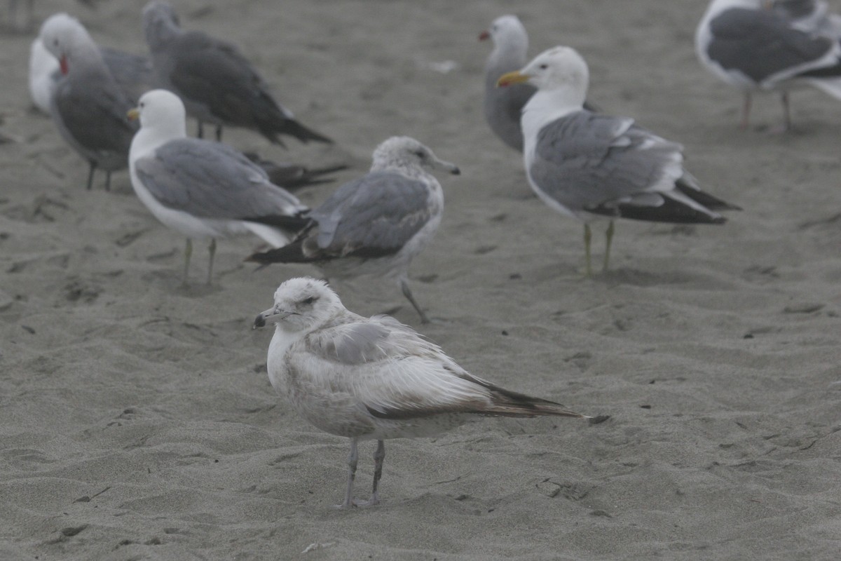 California Gull (albertaensis) - ML590884731