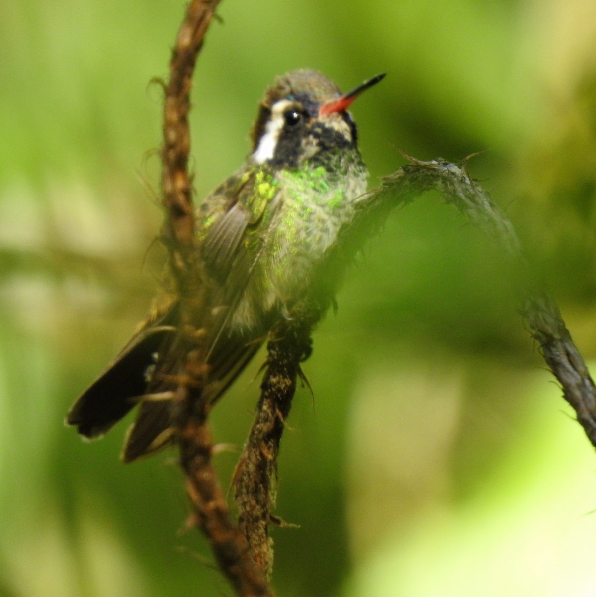 White-eared Hummingbird - Gregg Severson