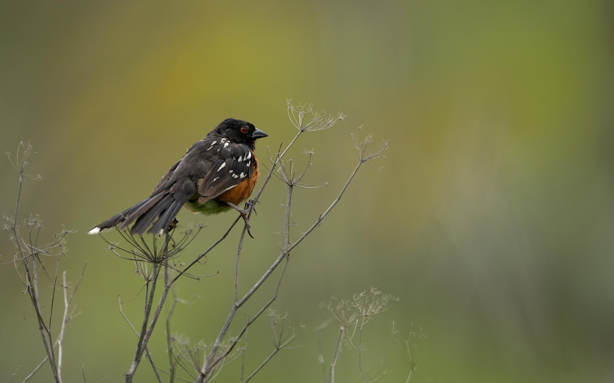 Spotted Towhee - ML590885671