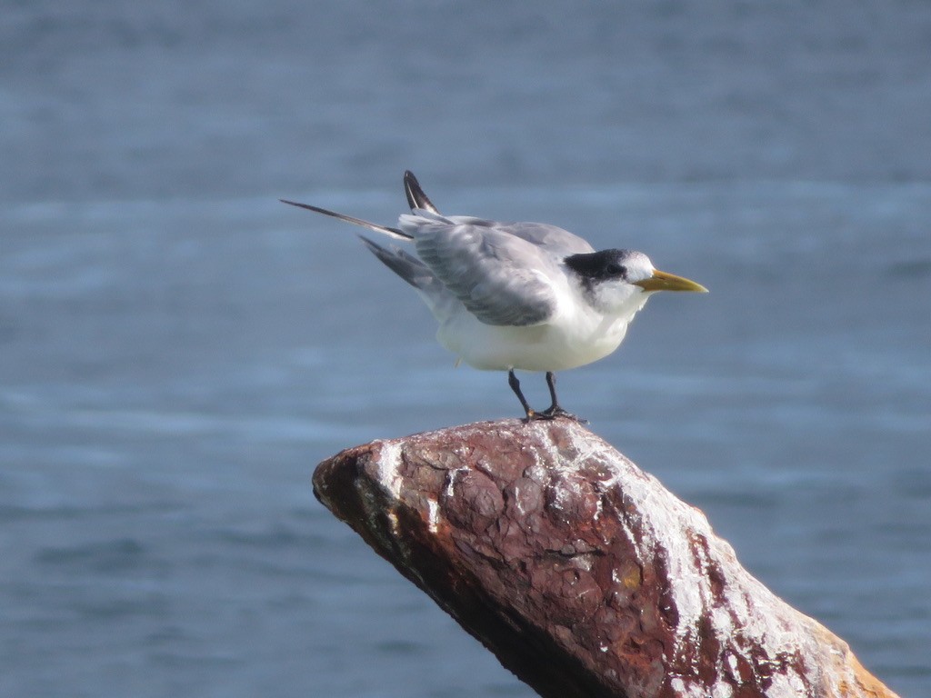 Great Crested Tern - ML590887751