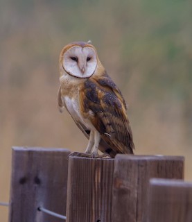 American Barn Owl