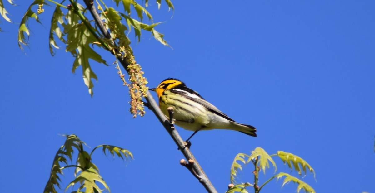 Blackburnian Warbler - COA Club d'ornithologie d'Ahuntsic