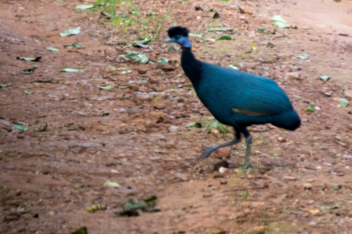 Western Crested Guineafowl - Andrew Wood