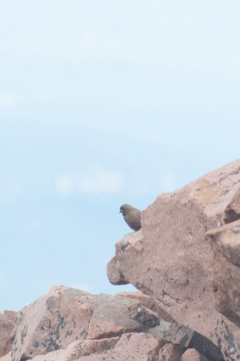 Brown-capped Rosy-Finch - ML590891891