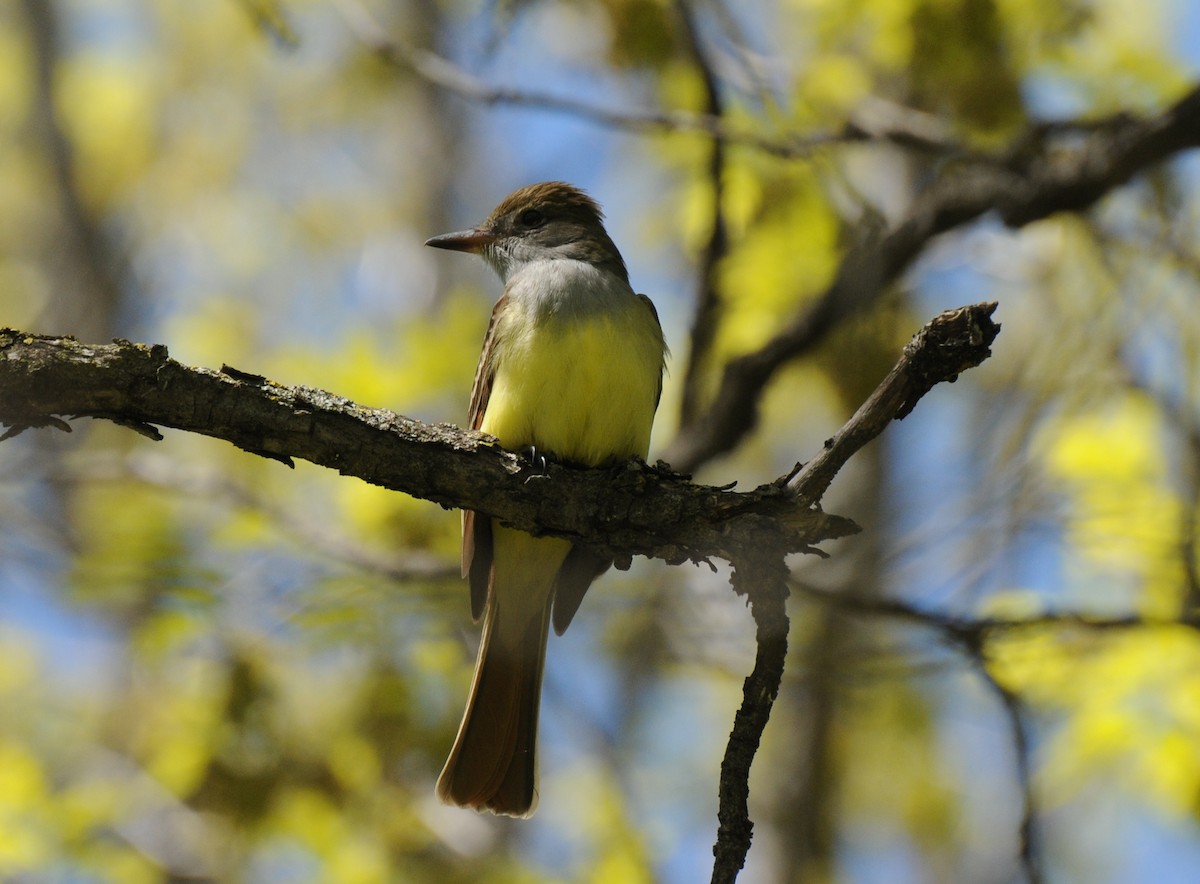 Great Crested Flycatcher - PC Smith