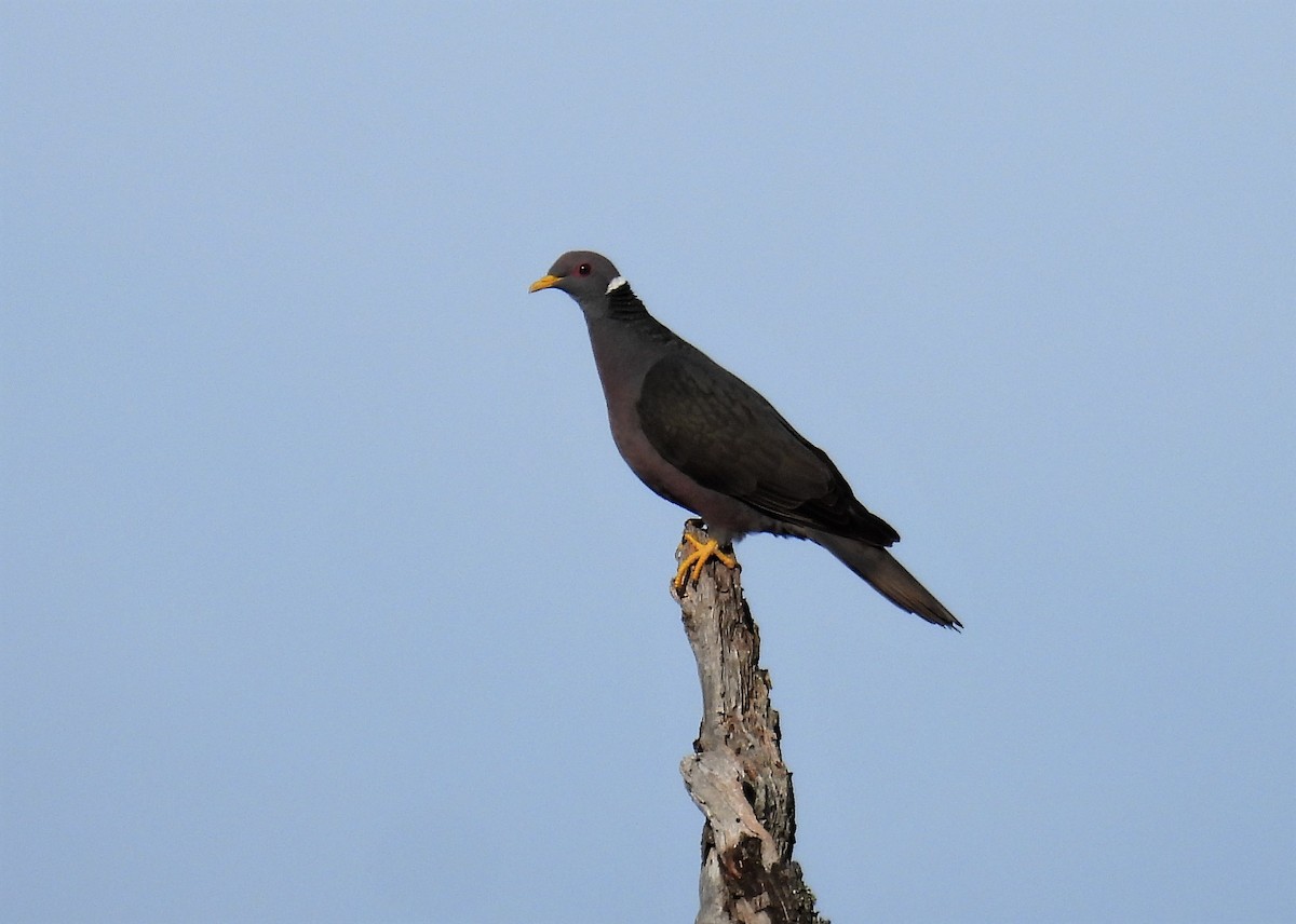 Band-tailed Pigeon - ML590894201