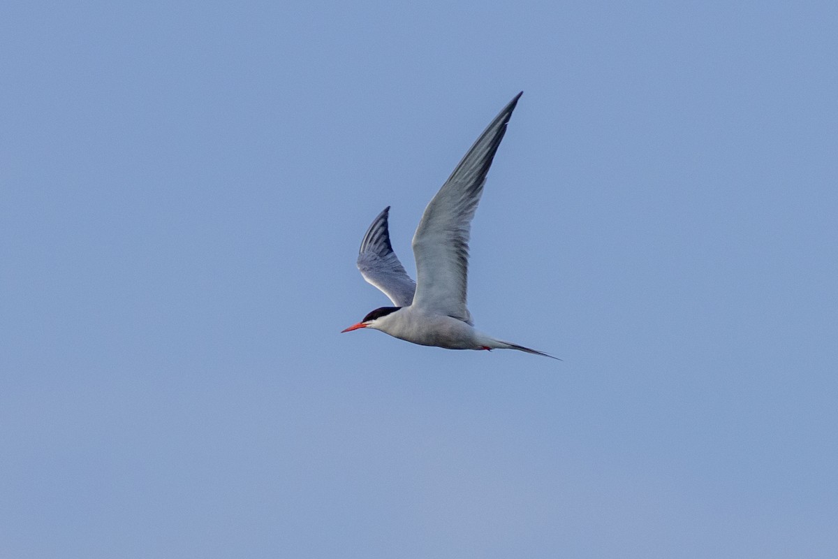 Common Tern - ML590895051