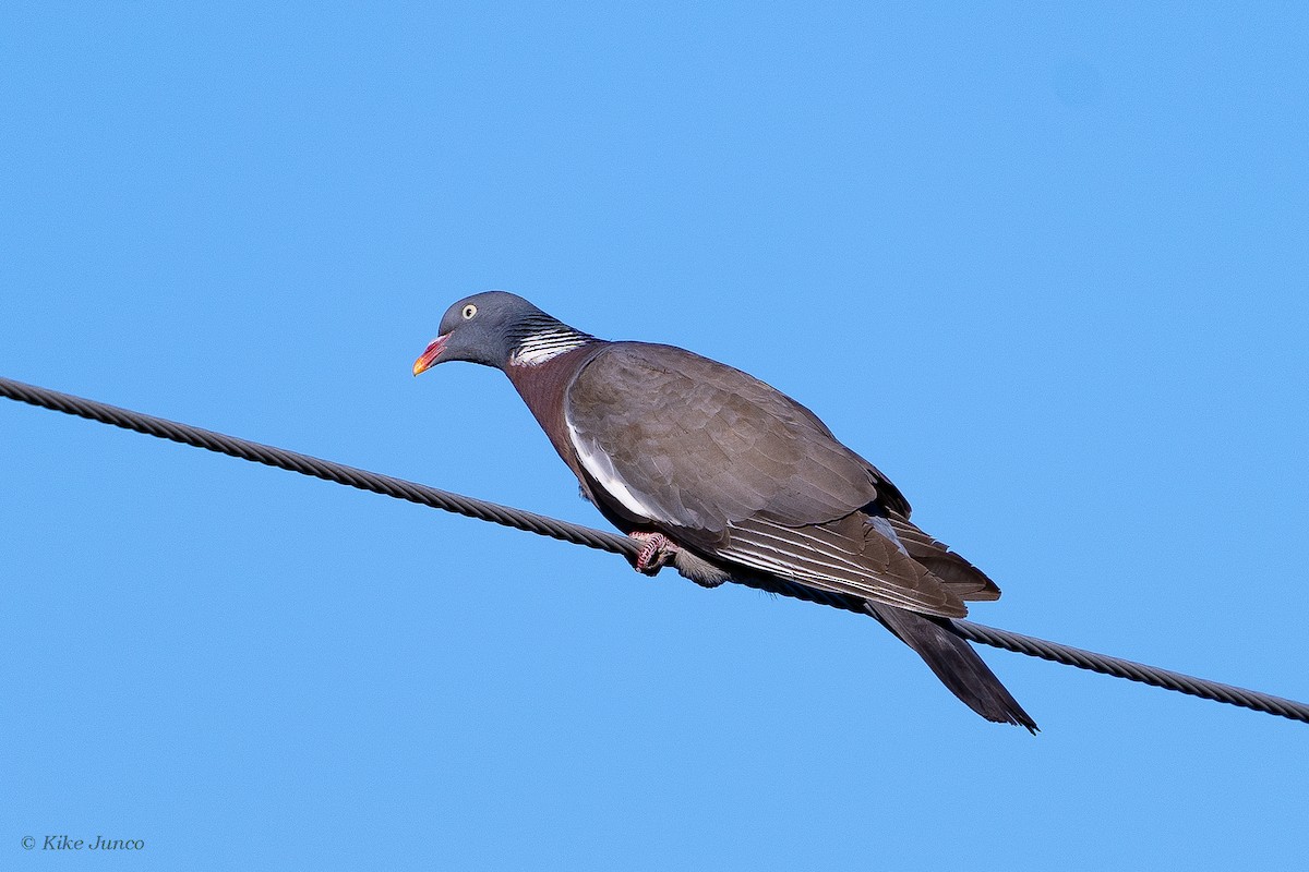 Common Wood-Pigeon - ML590896201
