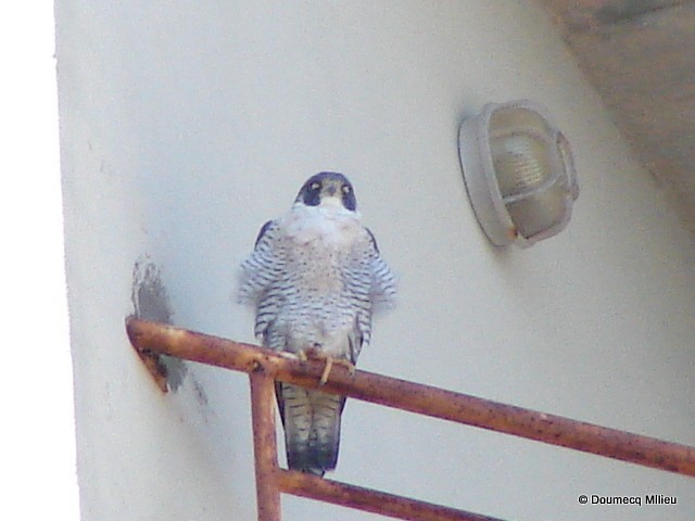 Peregrine Falcon - Ricardo  Doumecq Milieu
