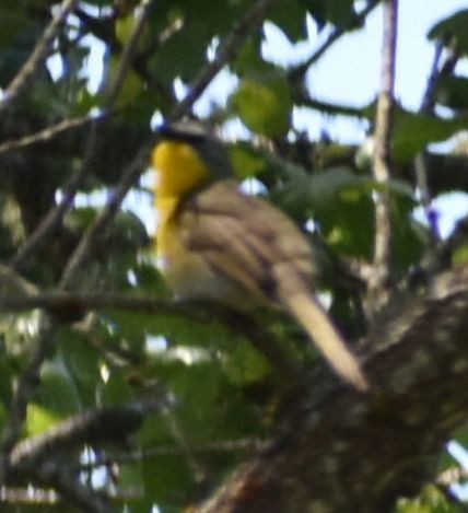 Yellow-breasted Chat - ML590899391