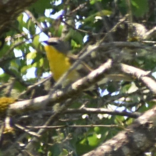 Yellow-breasted Chat - ML590899411