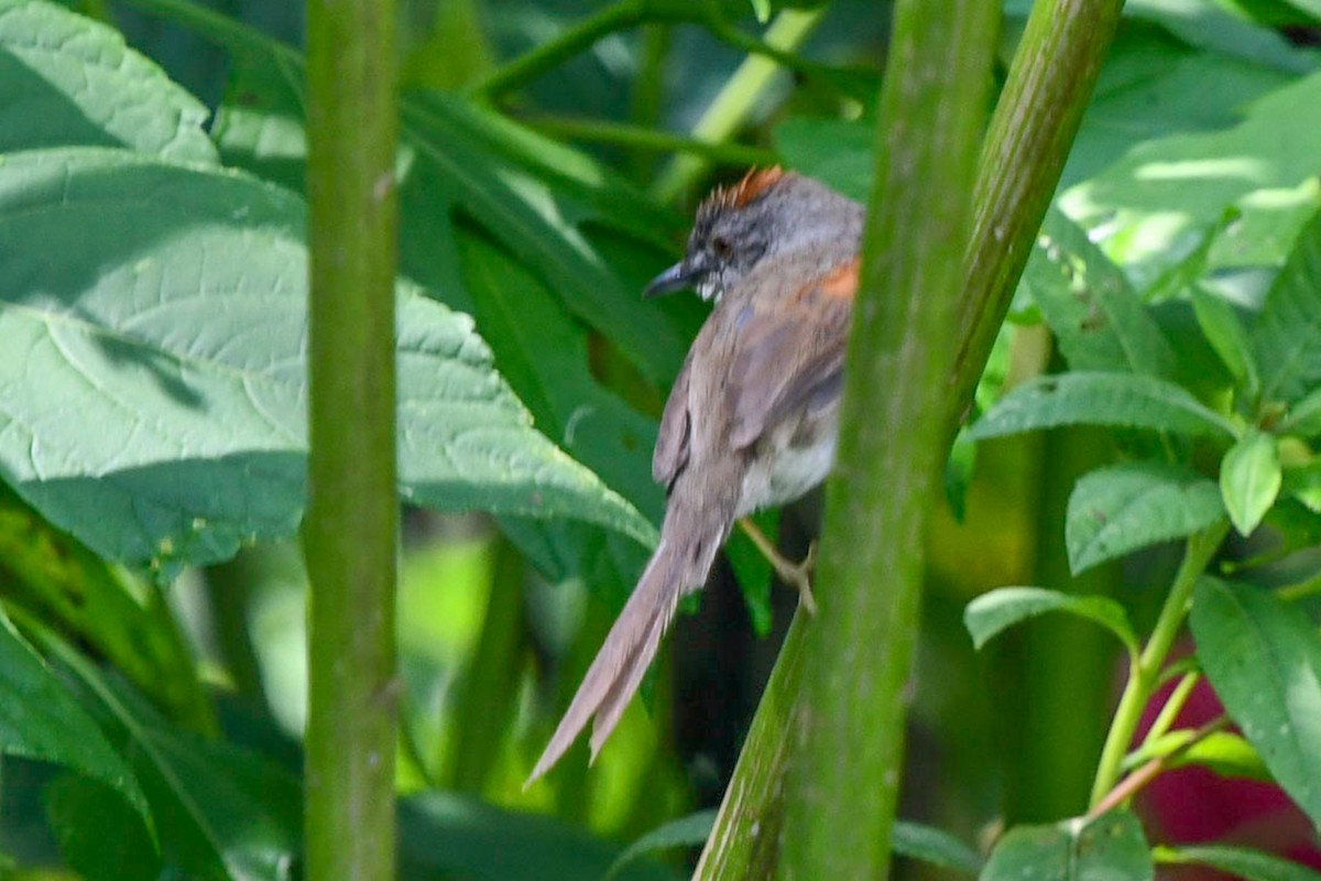 Pale-breasted Spinetail - ML590902441