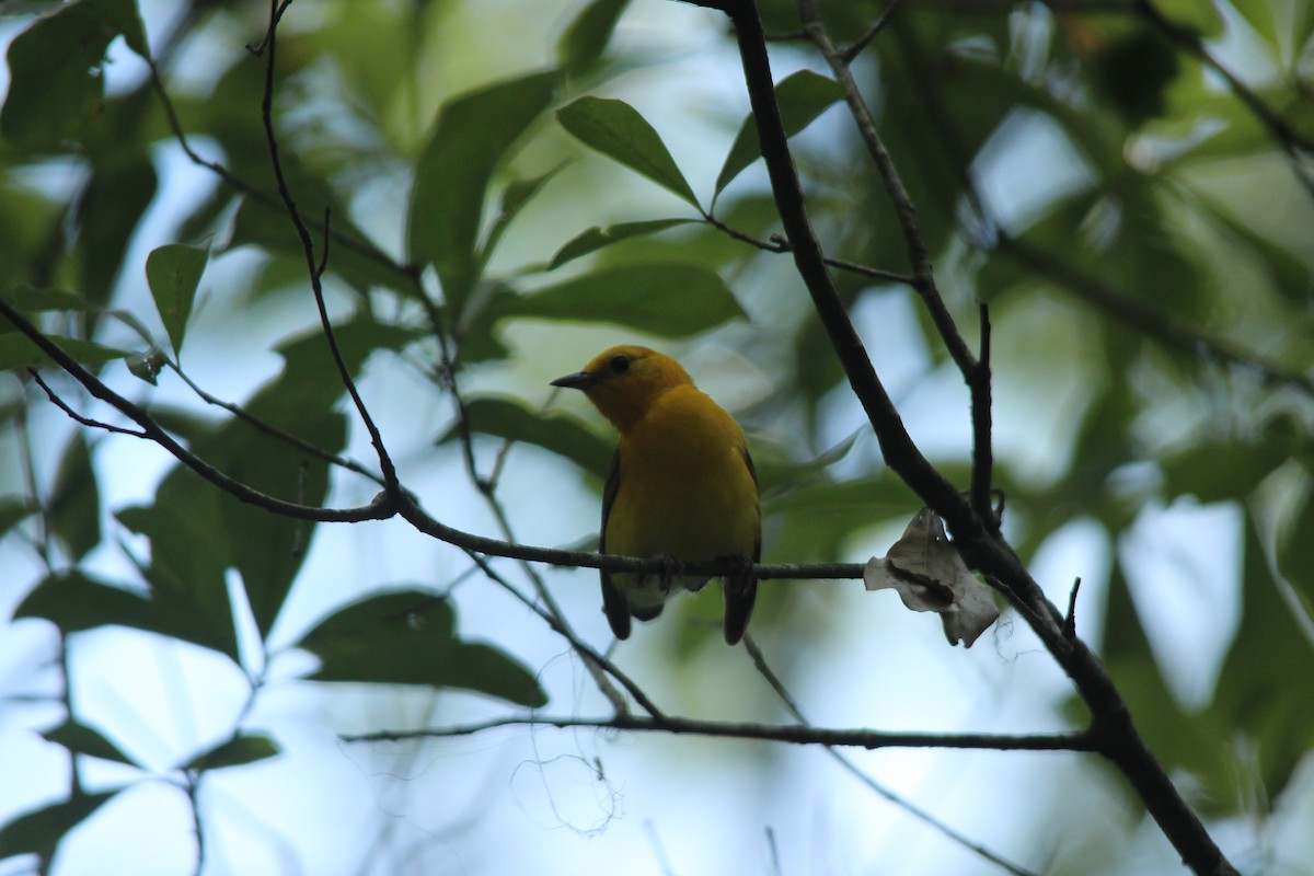 Prothonotary Warbler - ML590902551