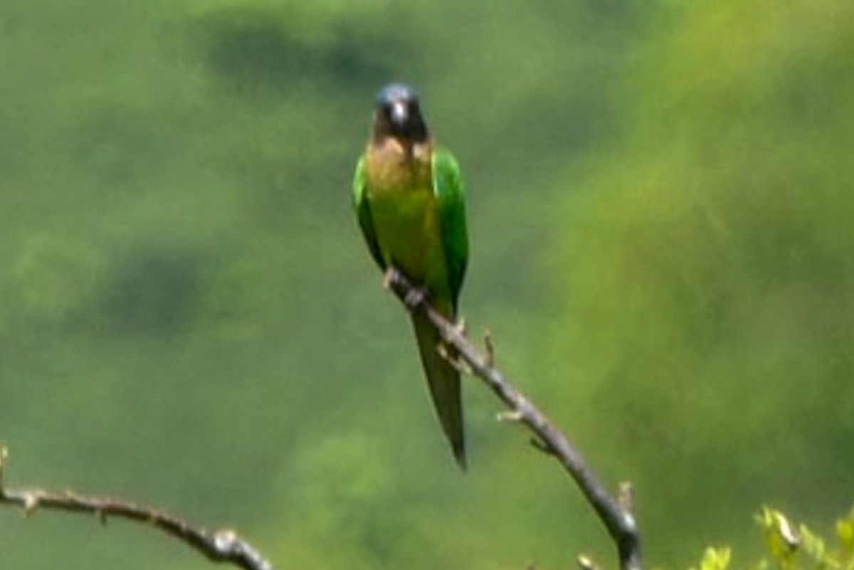 Brown-throated Parakeet - ML590905111