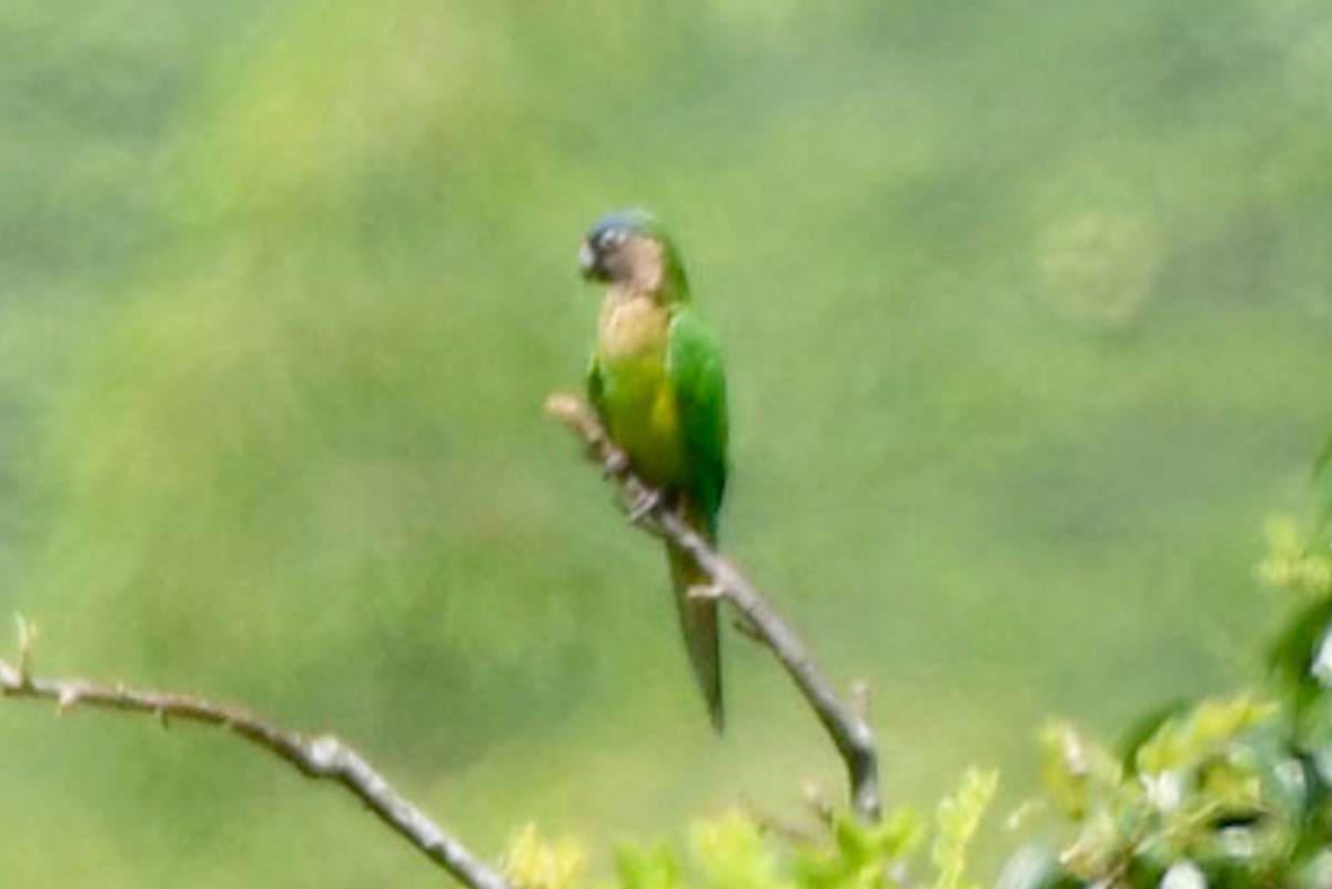 Brown-throated Parakeet - Christine Kozlosky