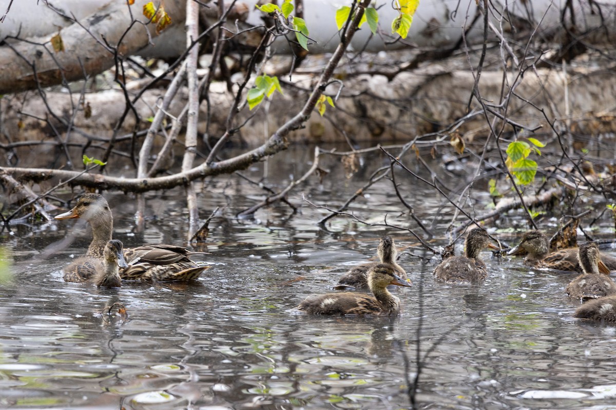 eBird Checklist 3 Jul 2023 Creamer's Field MWR 7 species