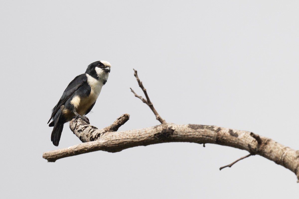 White-fronted Falconet - ML590909911