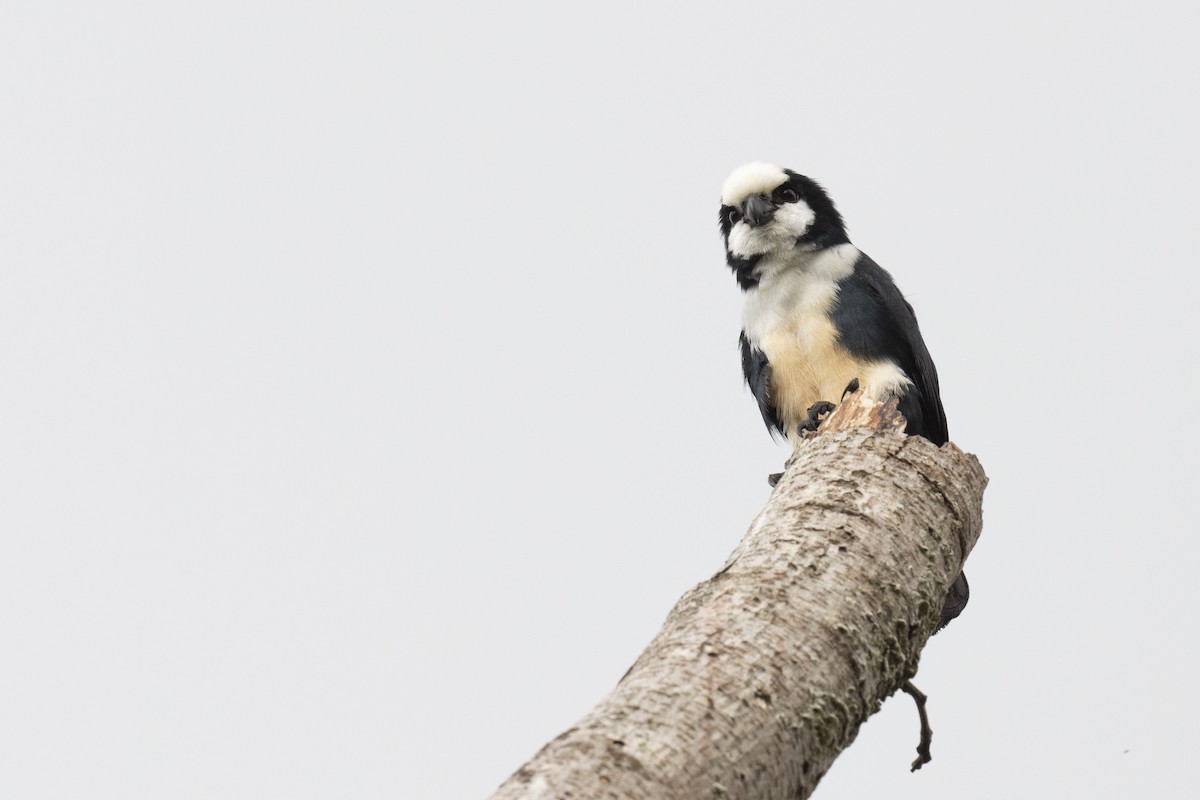 White-fronted Falconet - ML590909921