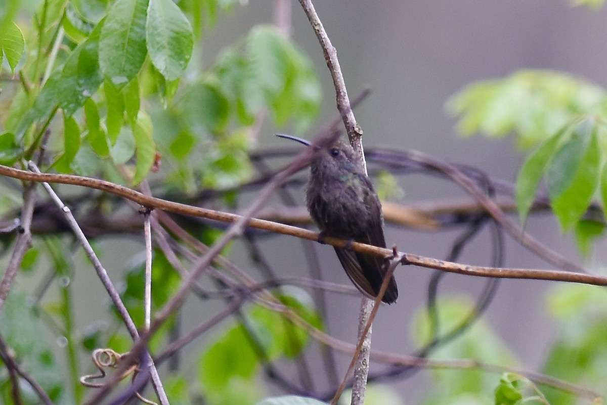 kolibřík colimský - ML590910061