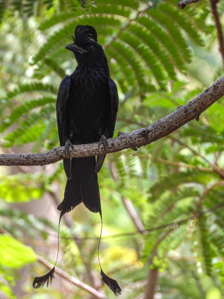 Greater Racket-tailed Drongo - ML590911191