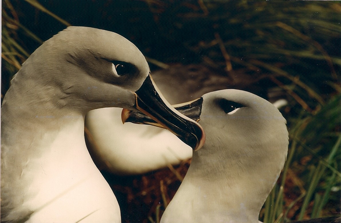 Gray-headed Albatross - Santiago Imberti
