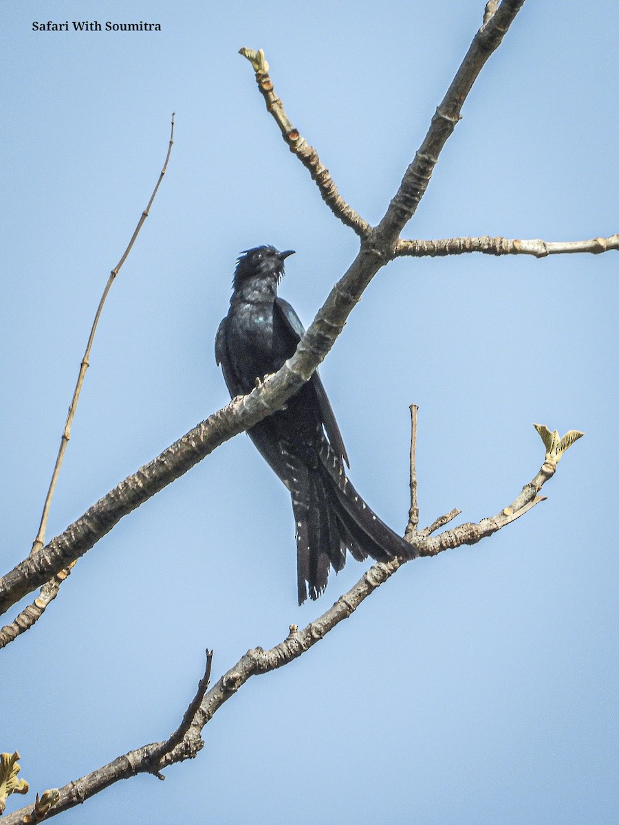 Fork-tailed Drongo-Cuckoo - Soumitra shesh  Arya